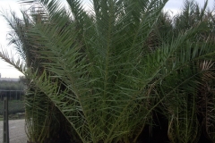 Phoenix canariensis 